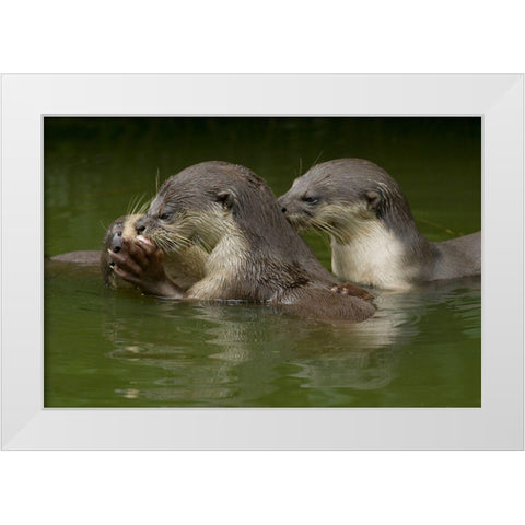 Asiatic otters-Sabah-Malayasia White Modern Wood Framed Art Print by Fitzharris, Tim