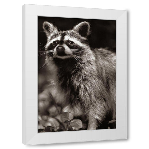 Raccoon Sepia White Modern Wood Framed Art Print by Fitzharris, Tim