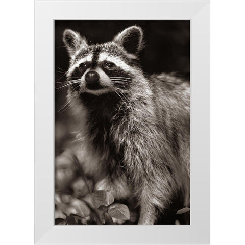 Raccoon Sepia White Modern Wood Framed Art Print by Fitzharris, Tim