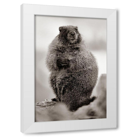 Yellow-bellied marmot Sepia White Modern Wood Framed Art Print by Fitzharris, Tim