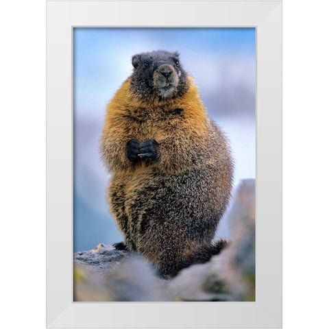 Yellow-bellied marmot White Modern Wood Framed Art Print by Fitzharris, Tim