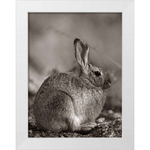 Desert Cottontail Sepia White Modern Wood Framed Art Print by Fitzharris, Tim