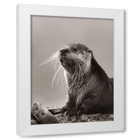 River Otter with fish Sepia White Modern Wood Framed Art Print by Fitzharris, Tim