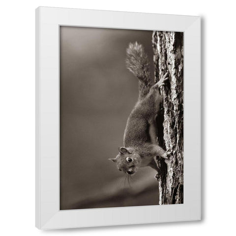 Red Squirrel on trunk Sepia White Modern Wood Framed Art Print by Fitzharris, Tim