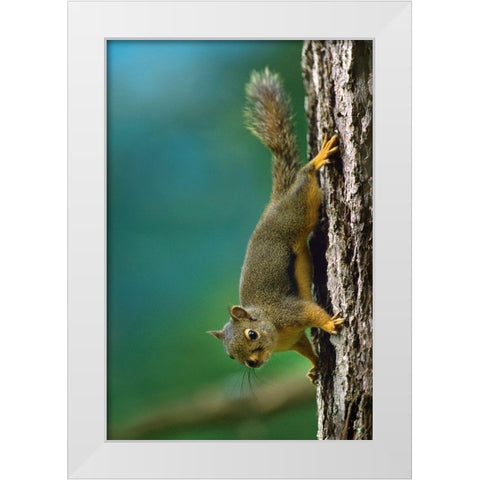Red Squirrel on trunk White Modern Wood Framed Art Print by Fitzharris, Tim