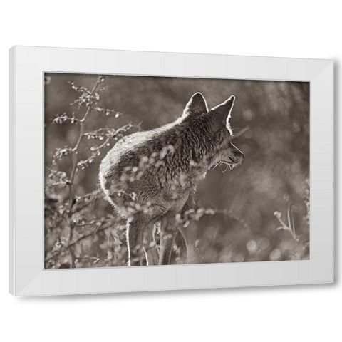 Coyote Scouting Sepia White Modern Wood Framed Art Print by Fitzharris, Tim