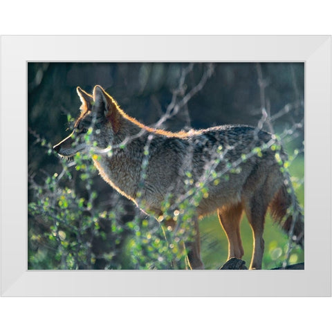 Coyote Hunting White Modern Wood Framed Art Print by Fitzharris, Tim