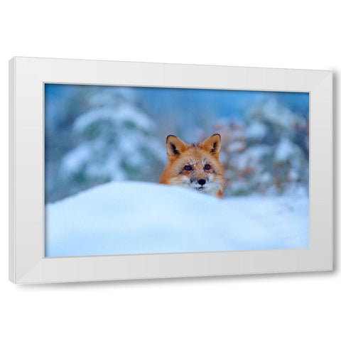 Red Fox in Snow White Modern Wood Framed Art Print by Fitzharris, Tim