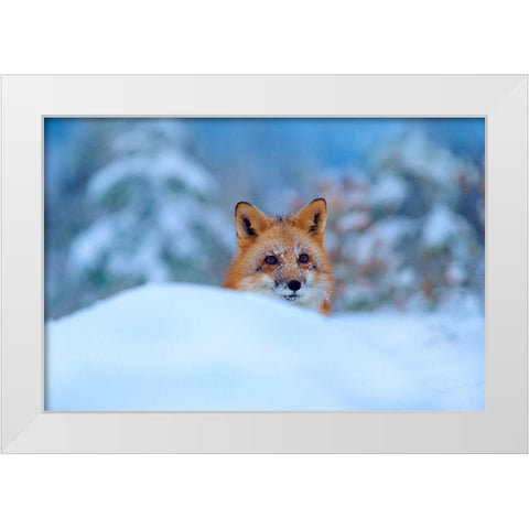 Red Fox in Snow White Modern Wood Framed Art Print by Fitzharris, Tim