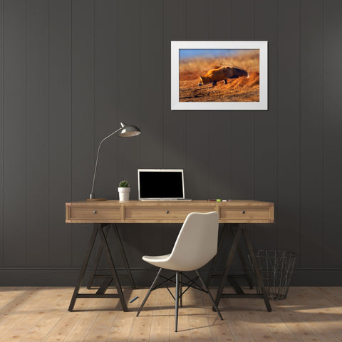 Red Fox Stalking White Modern Wood Framed Art Print by Fitzharris, Tim