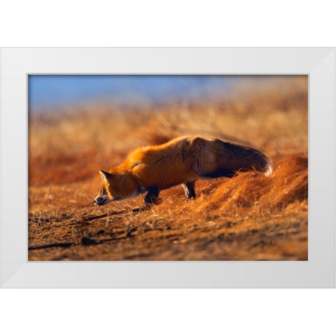 Red Fox Stalking White Modern Wood Framed Art Print by Fitzharris, Tim