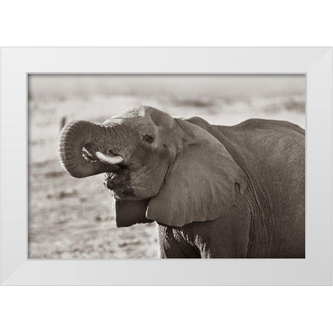 African elephant drinking-Zimbabwe Sepia White Modern Wood Framed Art Print by Fitzharris, Tim