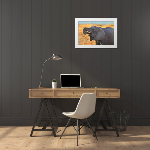 African elephant drinking-Zimbabwe White Modern Wood Framed Art Print by Fitzharris, Tim