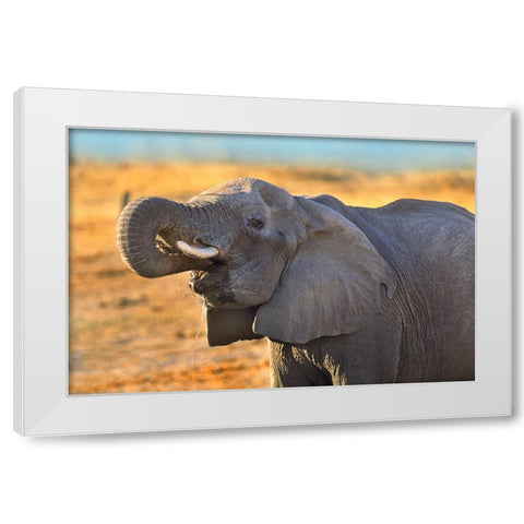 African elephant drinking-Zimbabwe White Modern Wood Framed Art Print by Fitzharris, Tim