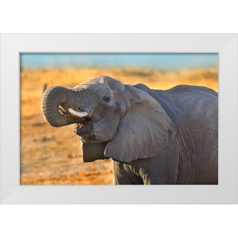 African elephant drinking-Zimbabwe White Modern Wood Framed Art Print by Fitzharris, Tim