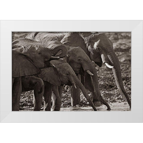 African elephants at a waterhole-Zimbabwe Sepia White Modern Wood Framed Art Print by Fitzharris, Tim