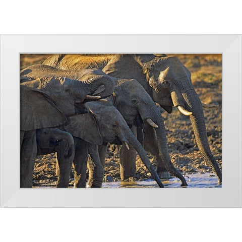 African elephants at a waterhole-Zimbabwe White Modern Wood Framed Art Print by Fitzharris, Tim