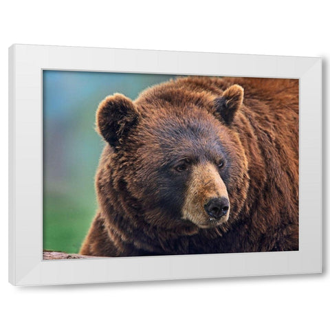 Cinnamon Black Bear White Modern Wood Framed Art Print by Fitzharris, Tim