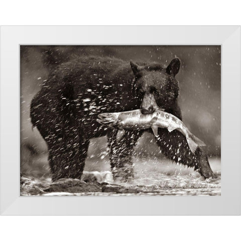 Black bear with Salmon Sepia White Modern Wood Framed Art Print by Fitzharris, Tim