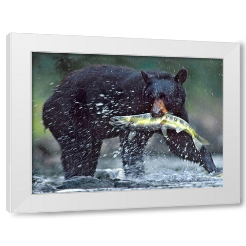 Black bear with Salmon White Modern Wood Framed Art Print by Fitzharris, Tim