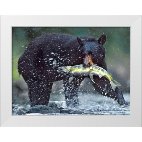 Black bear with Salmon White Modern Wood Framed Art Print by Fitzharris, Tim