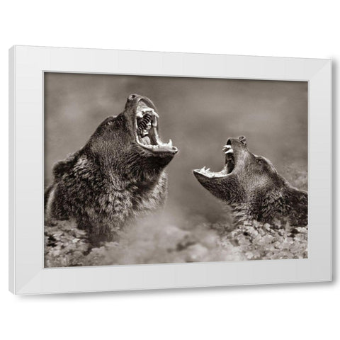 Grizzly bears Sepia White Modern Wood Framed Art Print by Fitzharris, Tim