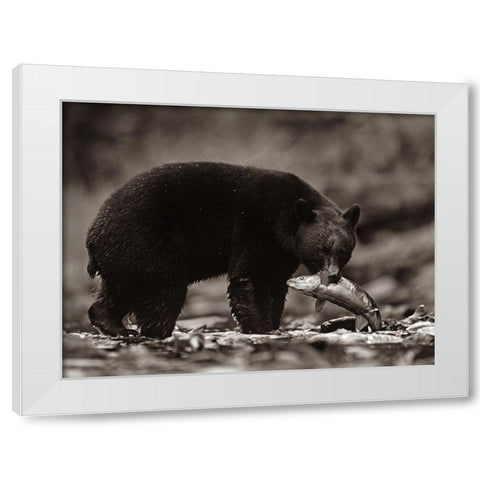 Black bear with salmon Sepia White Modern Wood Framed Art Print by Fitzharris, Tim