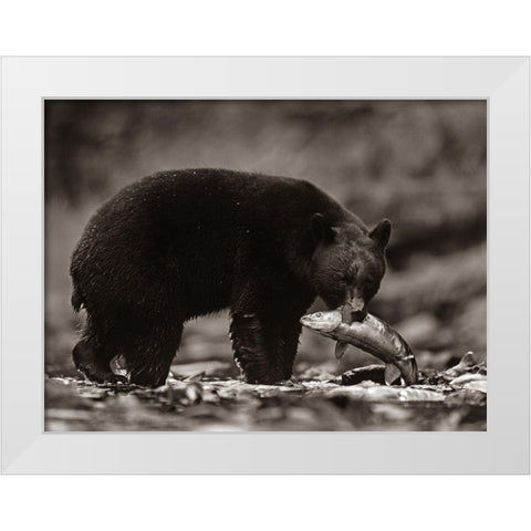 Black bear with salmon Sepia White Modern Wood Framed Art Print by Fitzharris, Tim