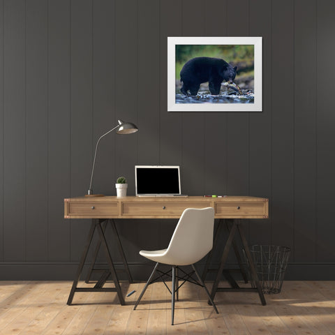 Black bear with salmon White Modern Wood Framed Art Print by Fitzharris, Tim