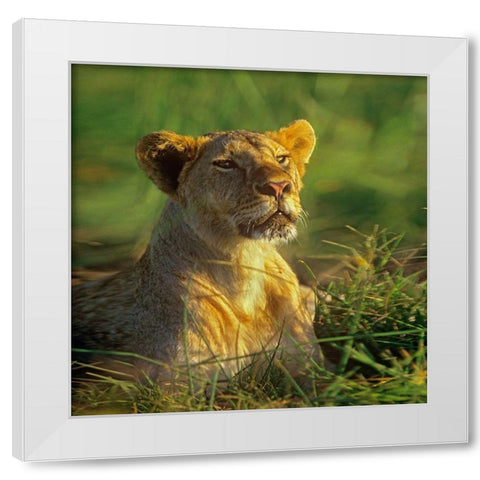 African Lioness sniffing White Modern Wood Framed Art Print by Fitzharris, Tim