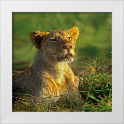 African Lioness sniffing White Modern Wood Framed Art Print by Fitzharris, Tim