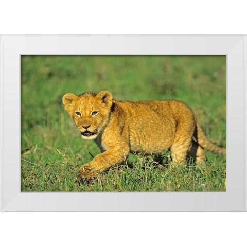 African Lion cub White Modern Wood Framed Art Print by Fitzharris, Tim