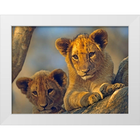 African Lion babies White Modern Wood Framed Art Print by Fitzharris, Tim