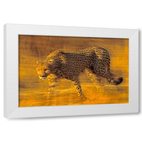 Cheetah prowling White Modern Wood Framed Art Print by Fitzharris, Tim