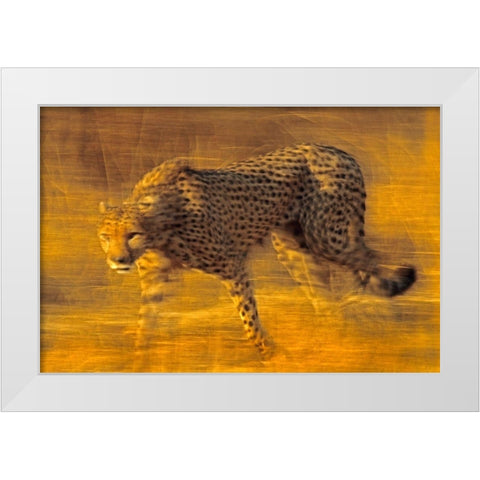 Cheetah prowling White Modern Wood Framed Art Print by Fitzharris, Tim