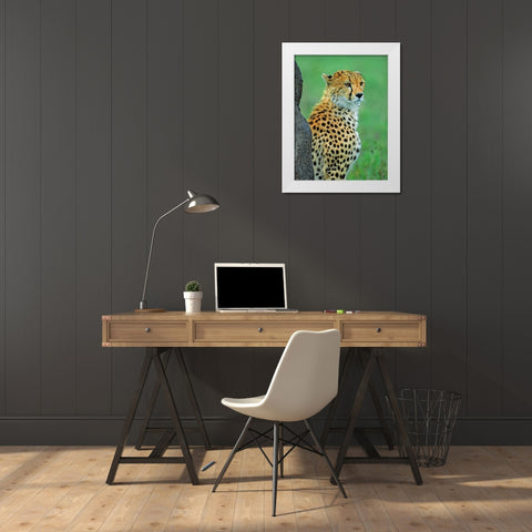 Cheetah White Modern Wood Framed Art Print by Fitzharris, Tim