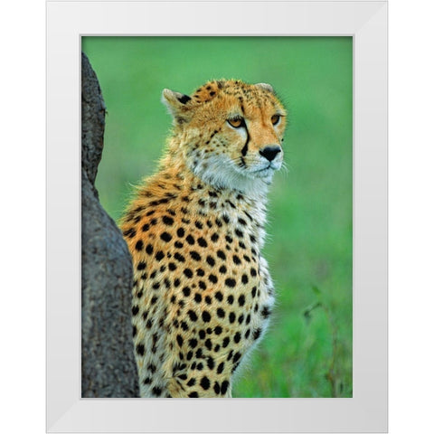 Cheetah White Modern Wood Framed Art Print by Fitzharris, Tim