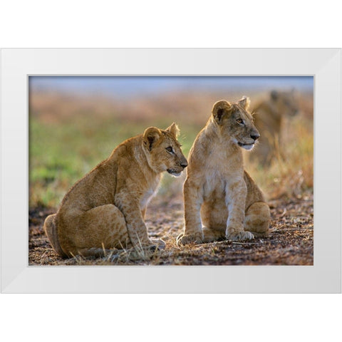 African Lion cubs White Modern Wood Framed Art Print by Fitzharris, Tim