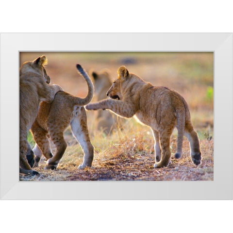 African Lion cubs playing White Modern Wood Framed Art Print by Fitzharris, Tim