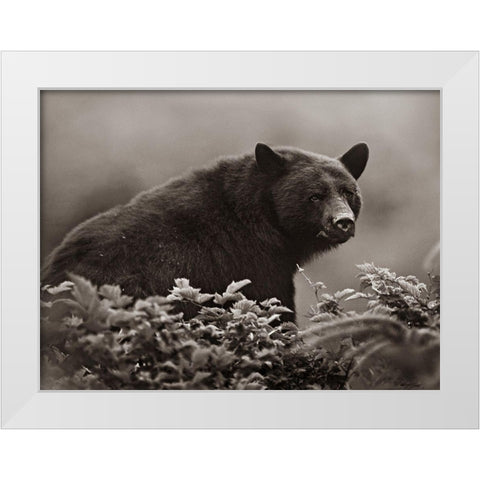 Black bear in Huckleberry Sepia White Modern Wood Framed Art Print by Fitzharris, Tim