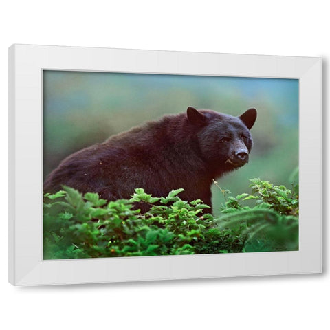 Black bear in Huckleberry White Modern Wood Framed Art Print by Fitzharris, Tim