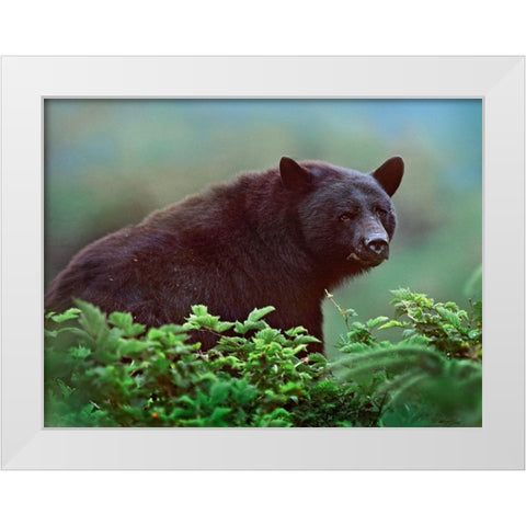 Black bear in Huckleberry White Modern Wood Framed Art Print by Fitzharris, Tim