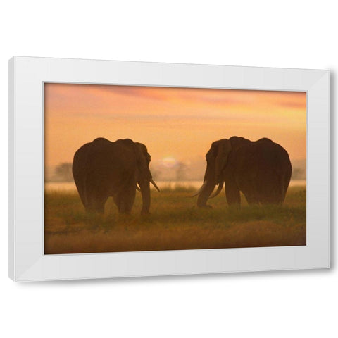 African Elephants at sunrise-Amboseli National Reserve-Kenya White Modern Wood Framed Art Print by Fitzharris, Tim