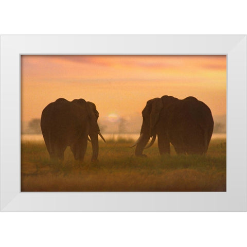 African Elephants at sunrise-Amboseli National Reserve-Kenya White Modern Wood Framed Art Print by Fitzharris, Tim