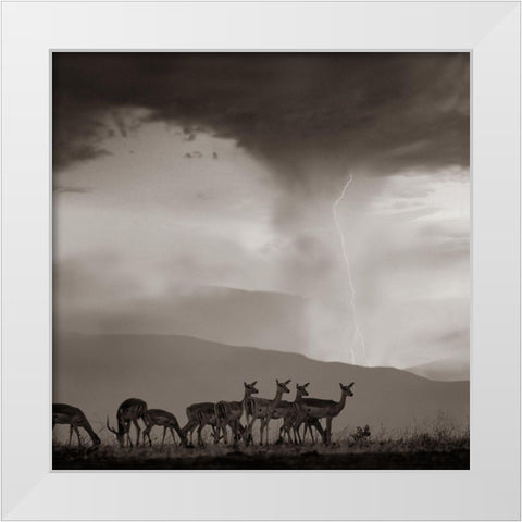 Impala and Lightning  Sepia White Modern Wood Framed Art Print by Fitzharris, Tim