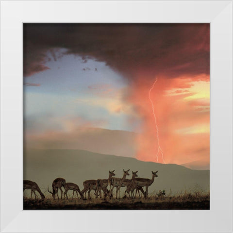 Impala and Lightning  White Modern Wood Framed Art Print by Fitzharris, Tim