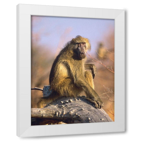 Olive baboon-Kenya White Modern Wood Framed Art Print by Fitzharris, Tim