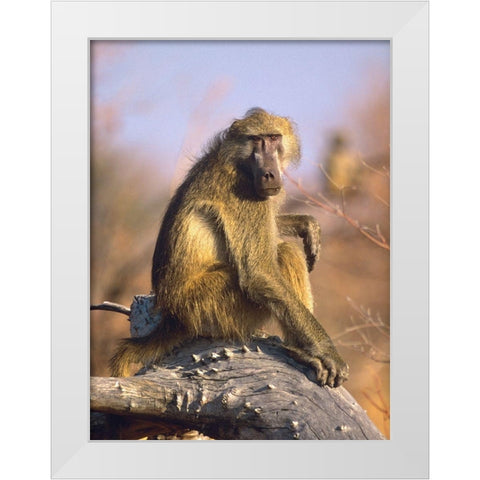 Olive baboon-Kenya White Modern Wood Framed Art Print by Fitzharris, Tim