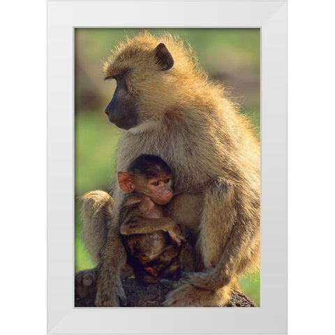 Olive baboon-mother and baby-Kenya White Modern Wood Framed Art Print by Fitzharris, Tim