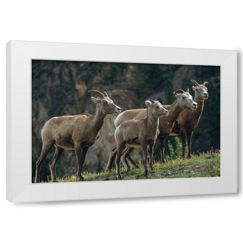 Bighorn Sheep White Modern Wood Framed Art Print by Fitzharris, Tim